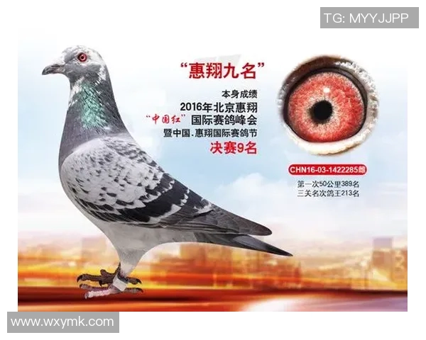 深圳羽毛球队在全国团队协作排行榜中荣获第九名展现出色团队精神与实力